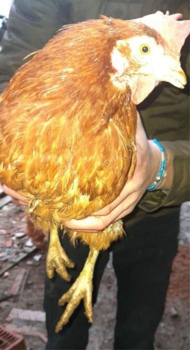 Puicute ouatoare / gaini