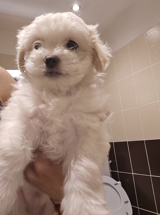 Bichon maltez 8 saptamani