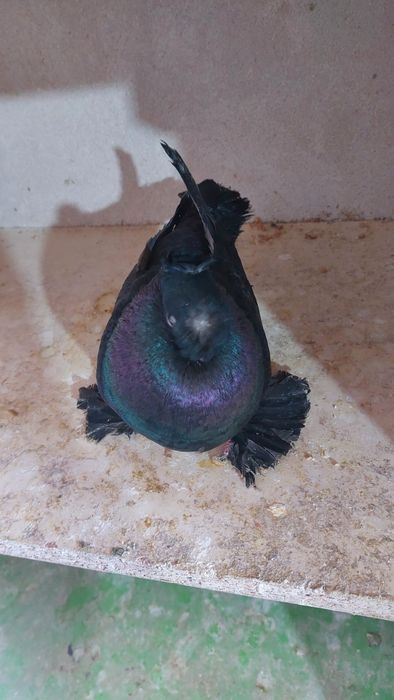 Голуби самка черная двухчубый кептер