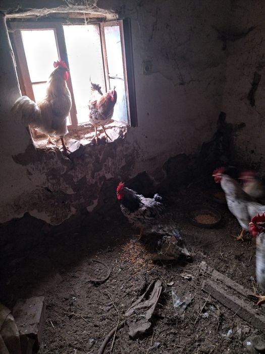 Петли за разплод