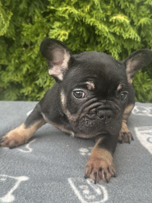 Френски булдог  French buldog