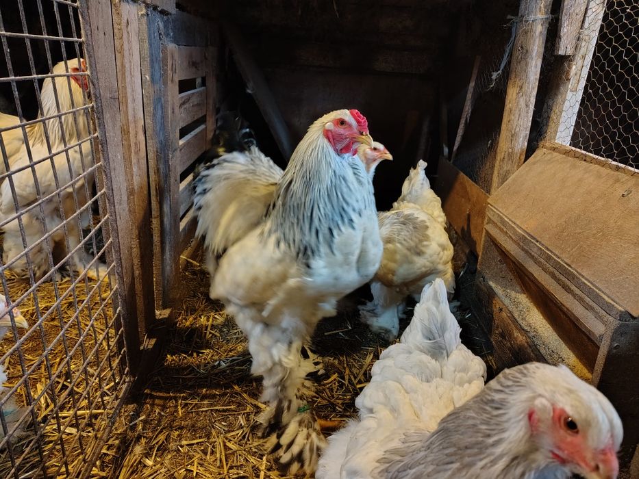 Ouă pentru incubat Australorp, New Hamshire, Brahma, Combatant