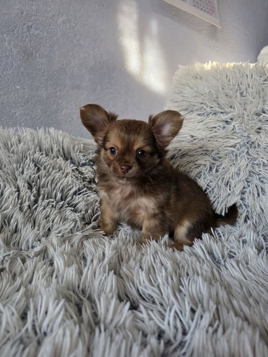 чихуа-хуа момченце