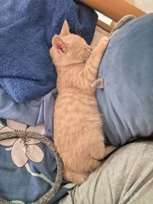 Отдам котёнка в добрые руки
