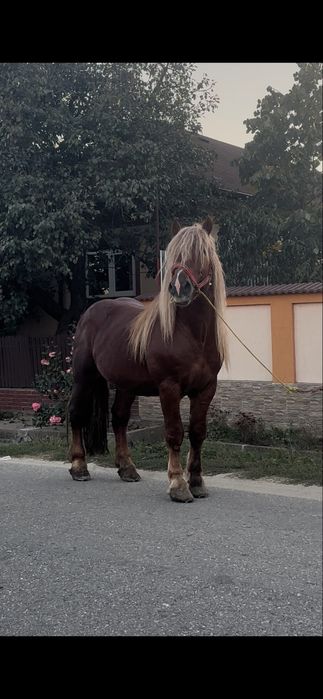 Vând Armăsar 5 ani