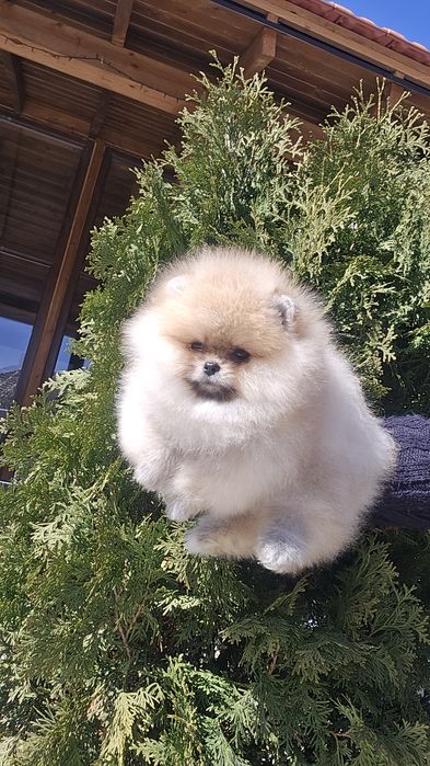 Мини Померан момиче