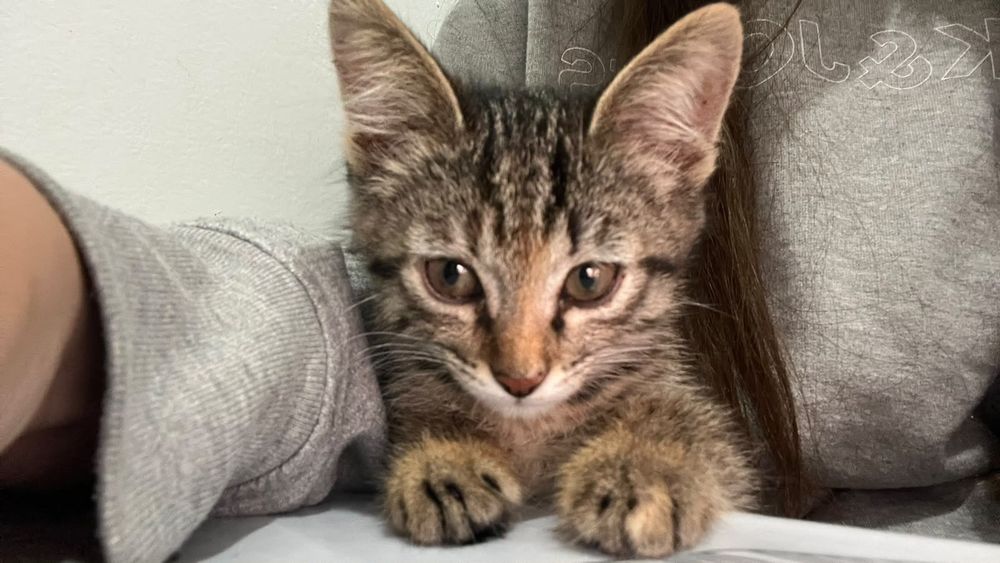Продаю Котёнка девочка