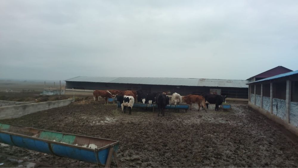 Срочно продам коровы от 500000