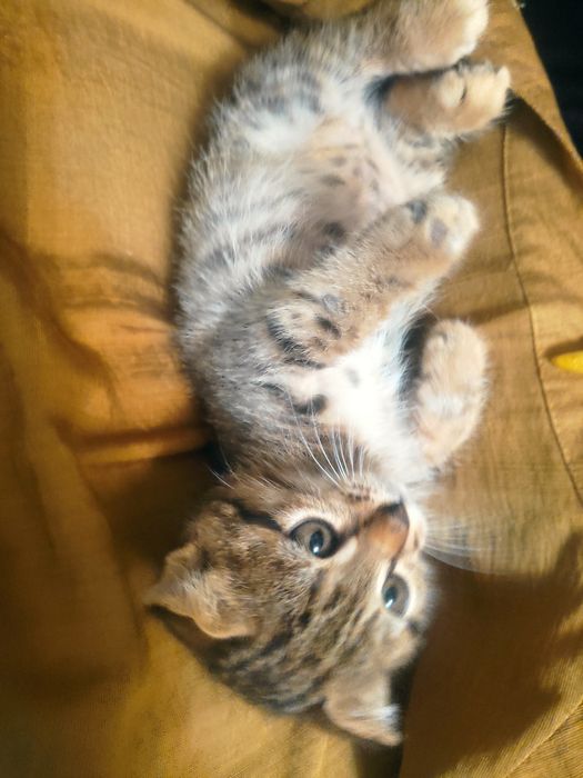 Продам веслоухих котят