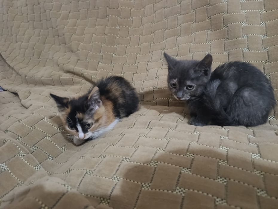 Отдам котят в хорошие руки.