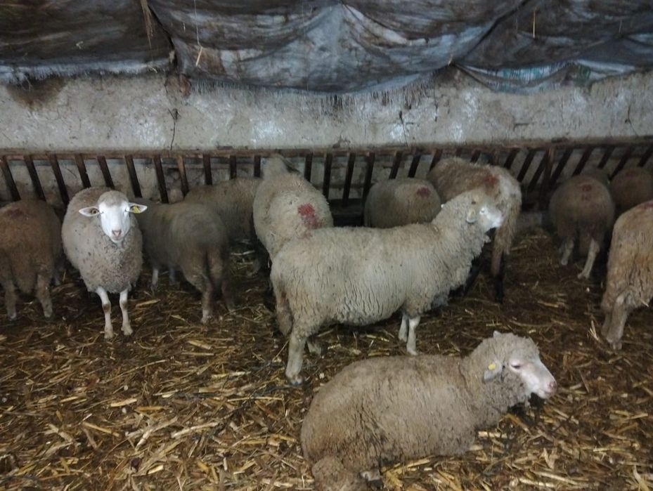 Vand 70 de  oi gestante  merinos de palas