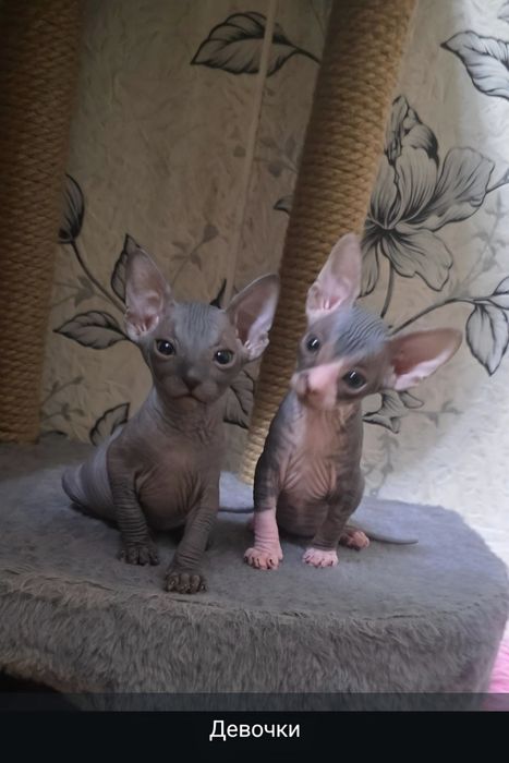 Продам котят канадского сфинкса