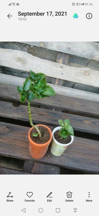 Дървото на живота - Гледано в домашни условия.