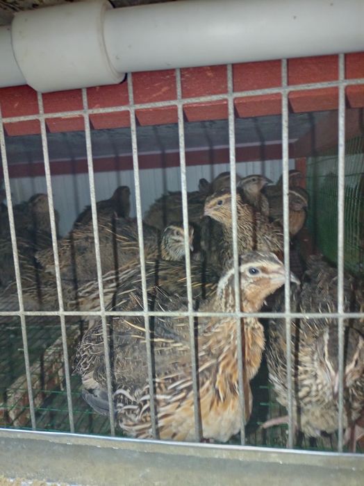 Яйцо перепелиные