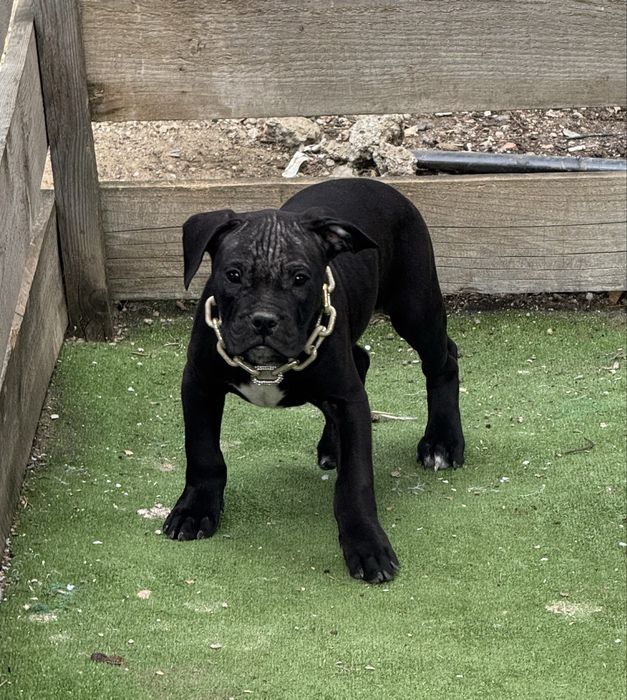 Mascul amstaff  negru