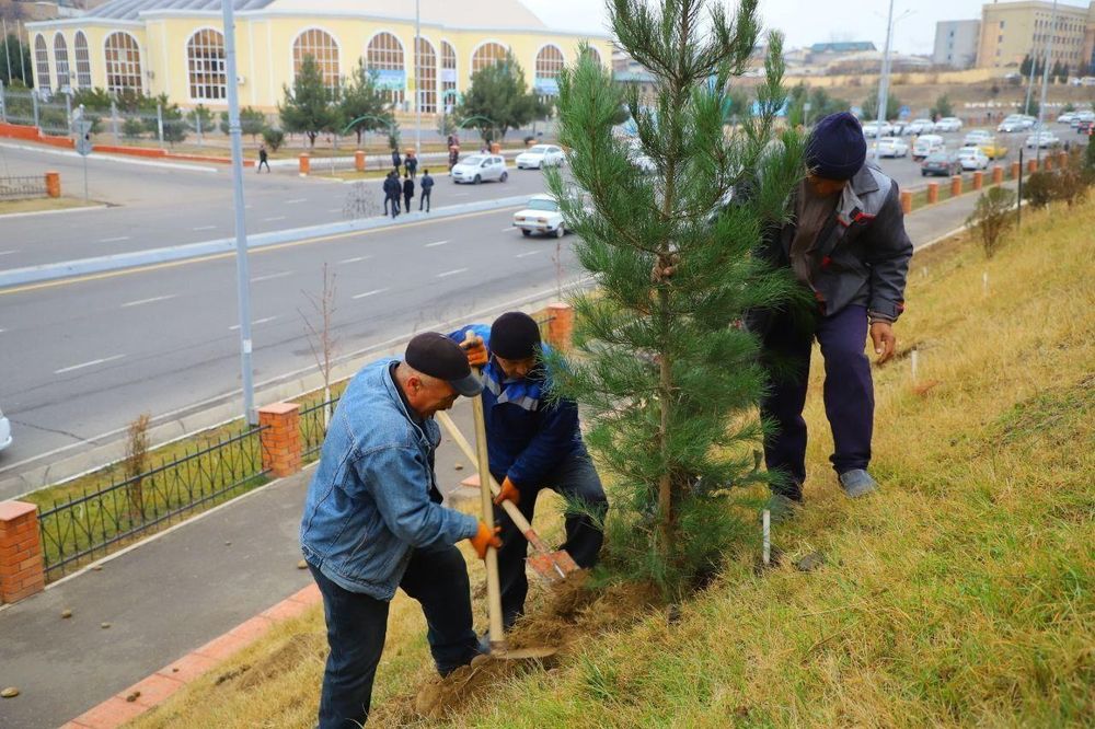 Сасна элдарски  ва зелёный забор учун арча