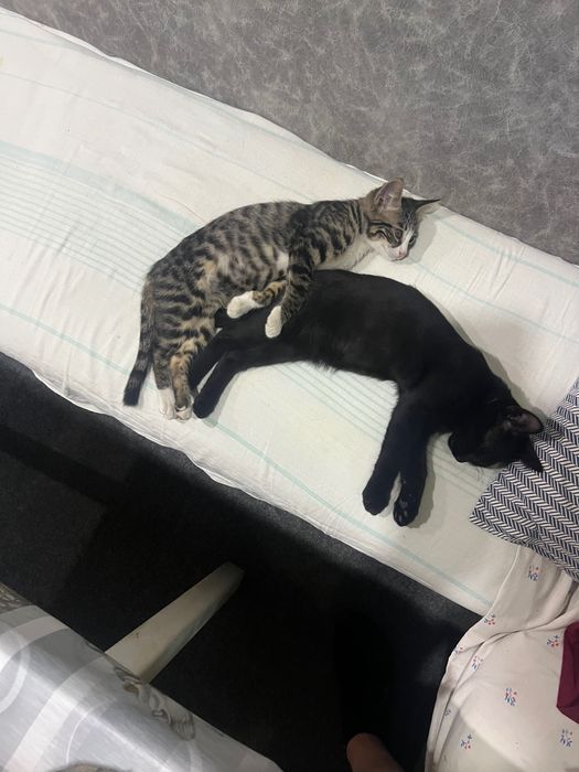 Отдам в хорошие руки котика и кошечку, возраст 3 месяца