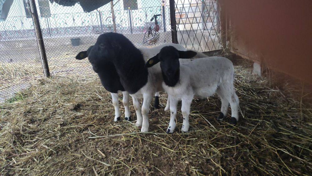 Дорпер кузилари сотилади