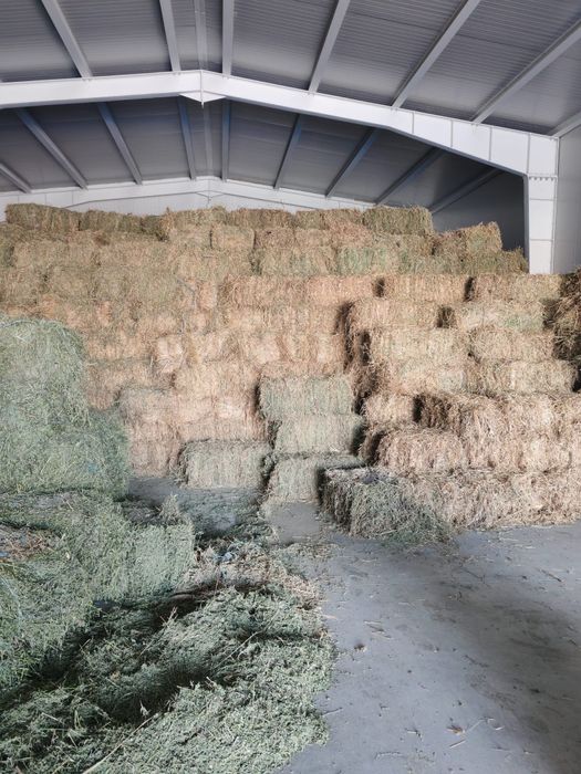 Vând Baloți de lucerna