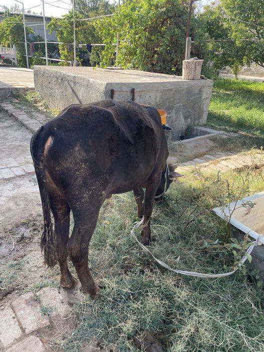 hukiz sotiladi 16 mln