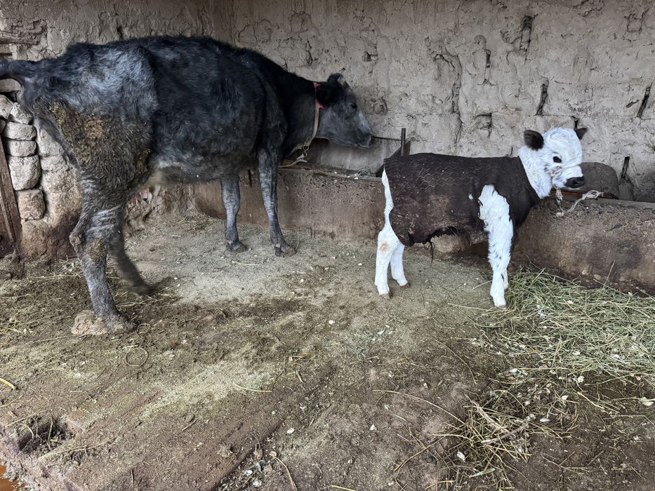 Бұзаулы Сиыр Сатылады