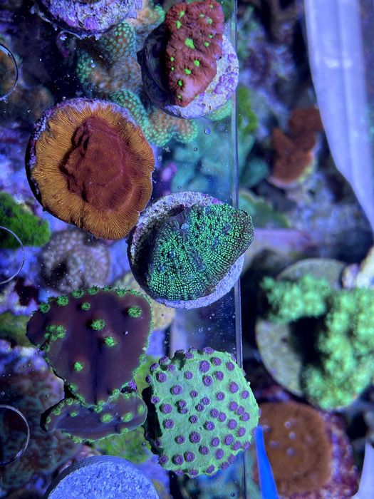 Corali acvariu marin