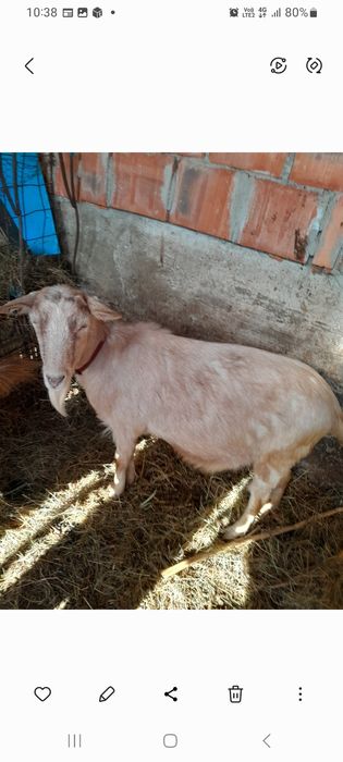 Vând capre gestante