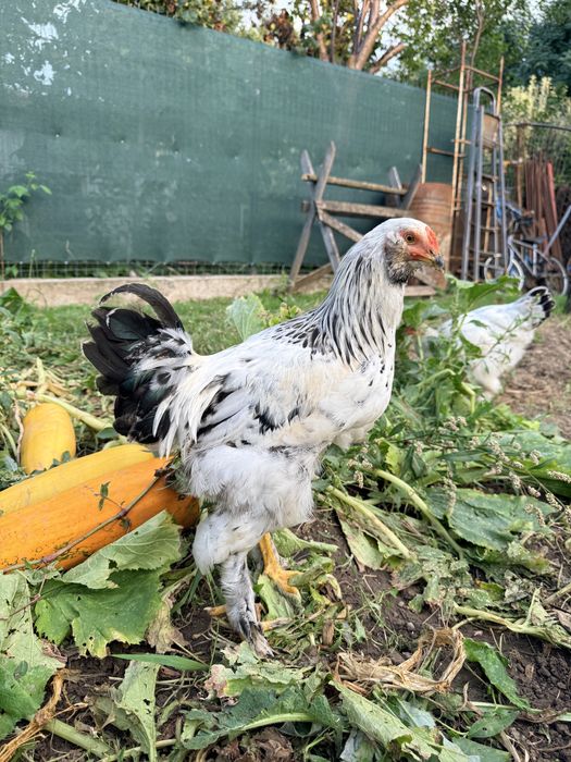 Vând cocoși barbosi si incaltati