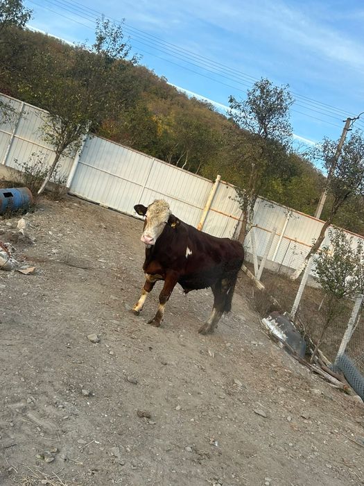 Vând vaca și taur