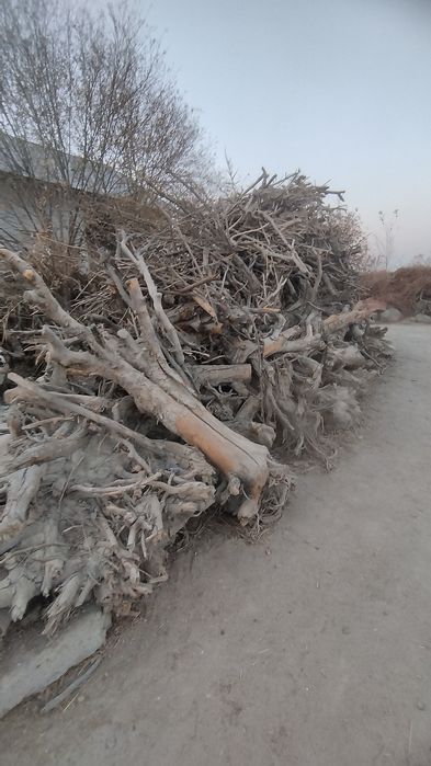 Олма у́тин кунда сотилади