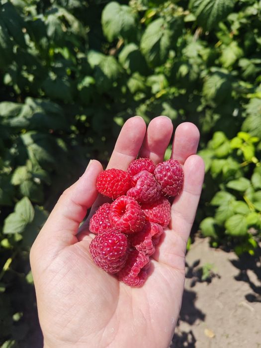 Саженцы малины маравилла