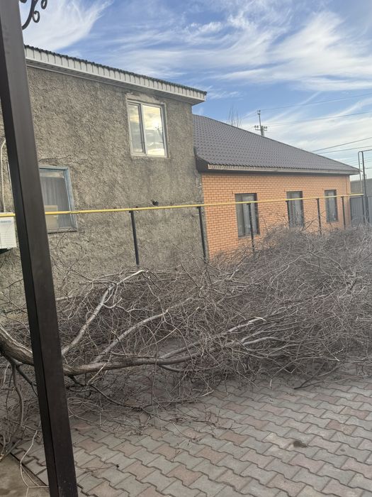 Бесплатно агаш, отдам даром