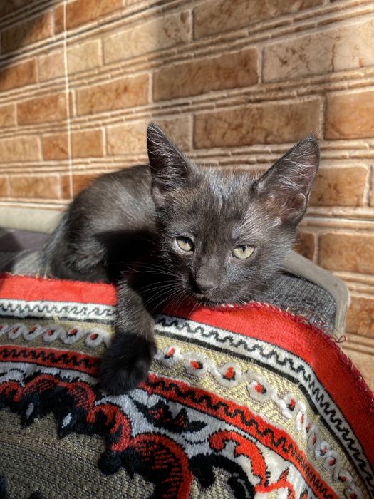 Дарю котят с доставкой на дом