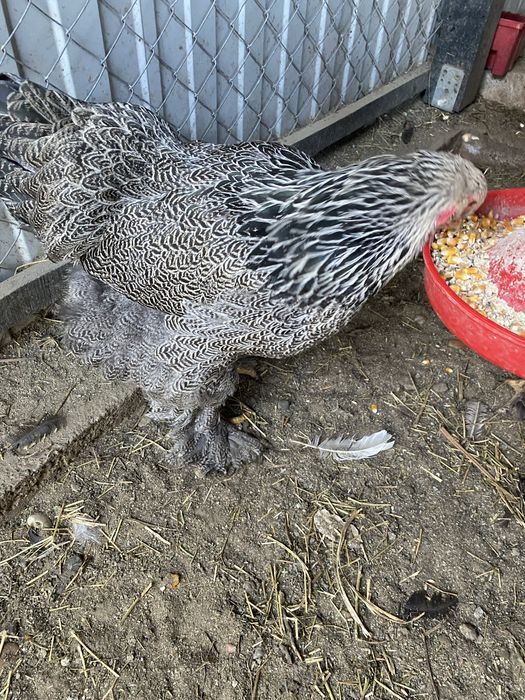 Oua incubat Brahma Herminat inchis