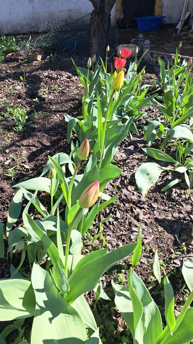 Тюльпаны 200тенге