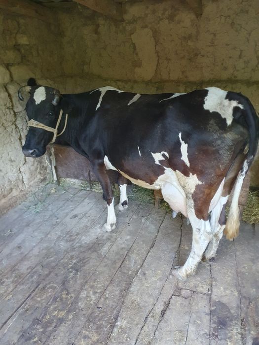 Бұзаулы сиыр сатылады