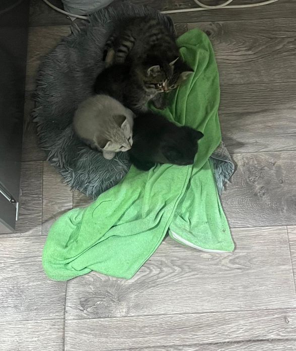 Котята в хорошие руки