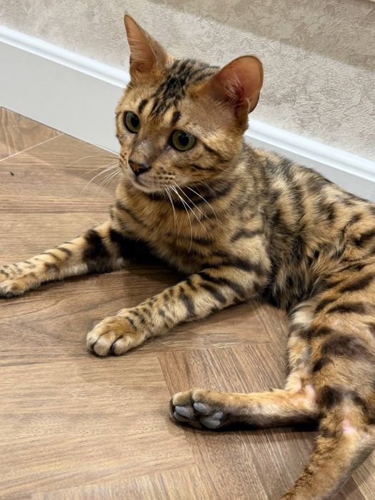 Bengal mushuk soglom кот