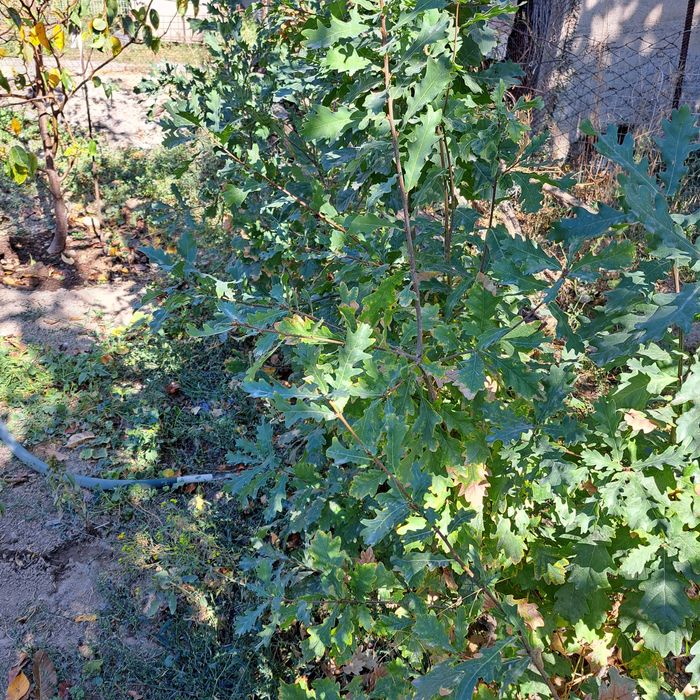 Продам саженцы дуба