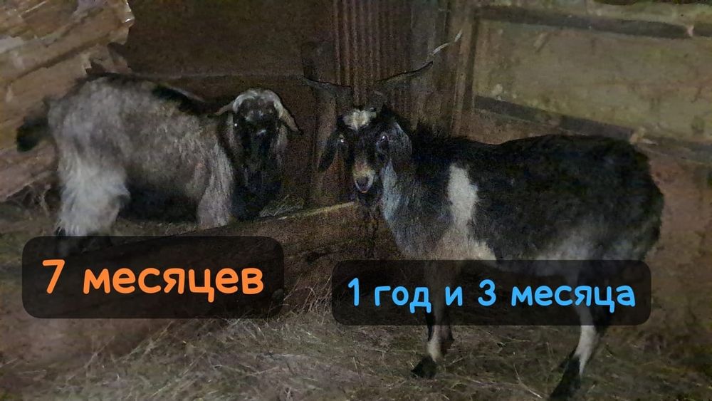 Продам двух козлов.