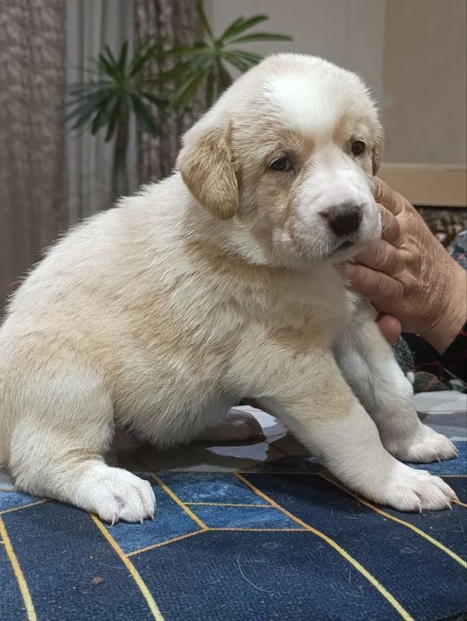 Щенятки среднеазиатской авчарки