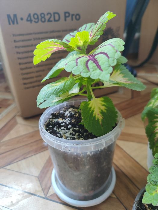 Комнатные растения цветы колеус