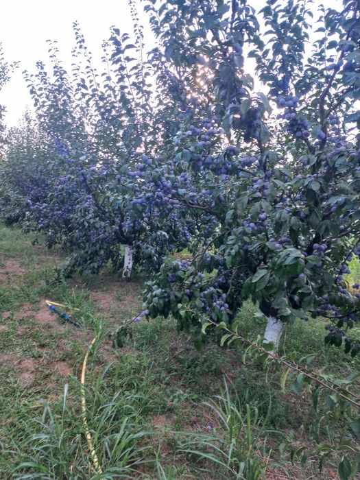 Vând prune 100% naturale