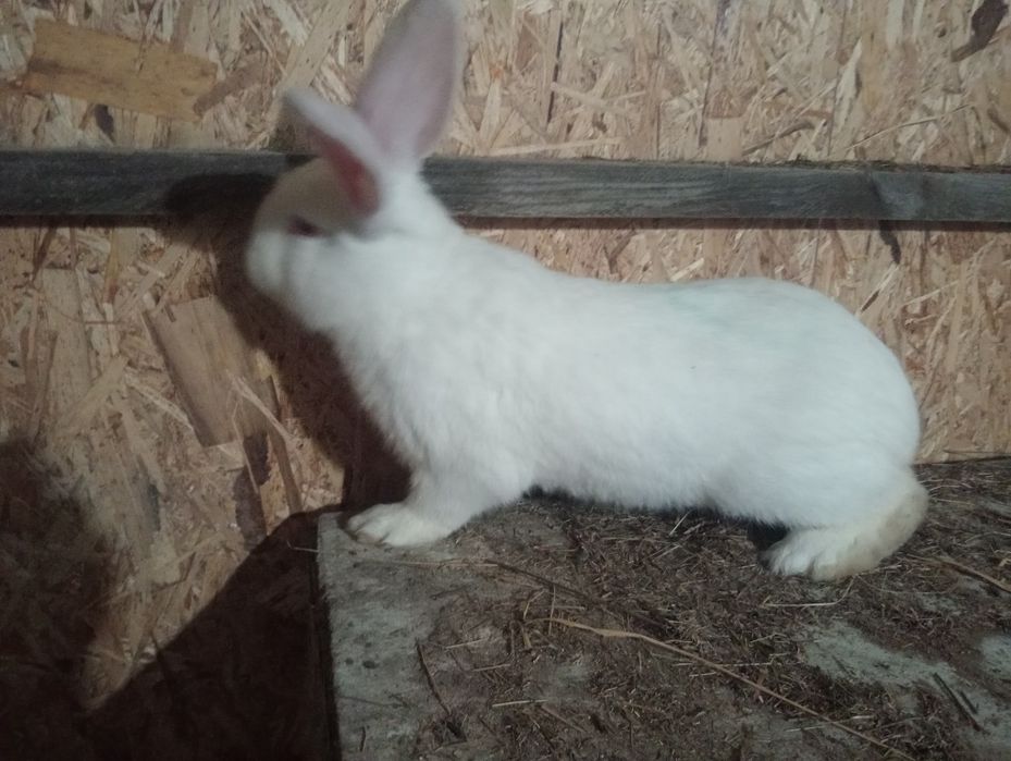 Продам кроликов.