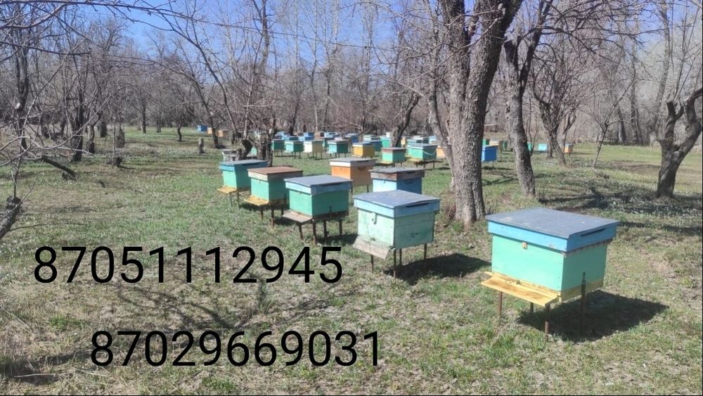 Пчелы, Пчелосемьи