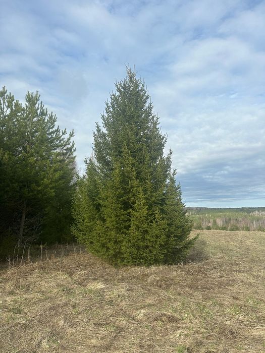 Можевельник туя яблоня ель