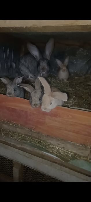 Iepuri rasa uriaș german și Transilvania