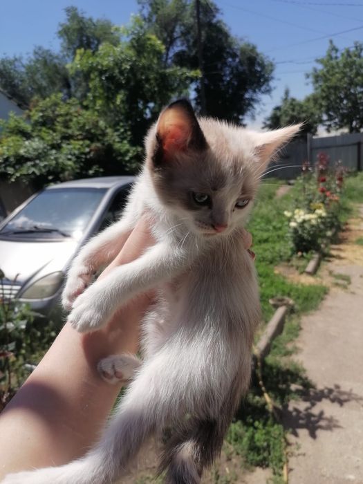Отдам котят в очень хорошие руки