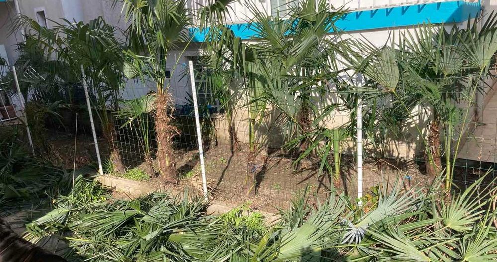 Студоустойчиви Палми Трахикарпус