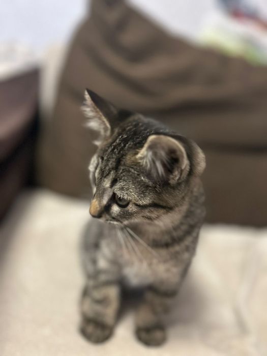 Отдам котенка мальчик